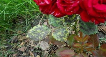 Jak zacházet s černou skvrnou na růžích, účinná léčba